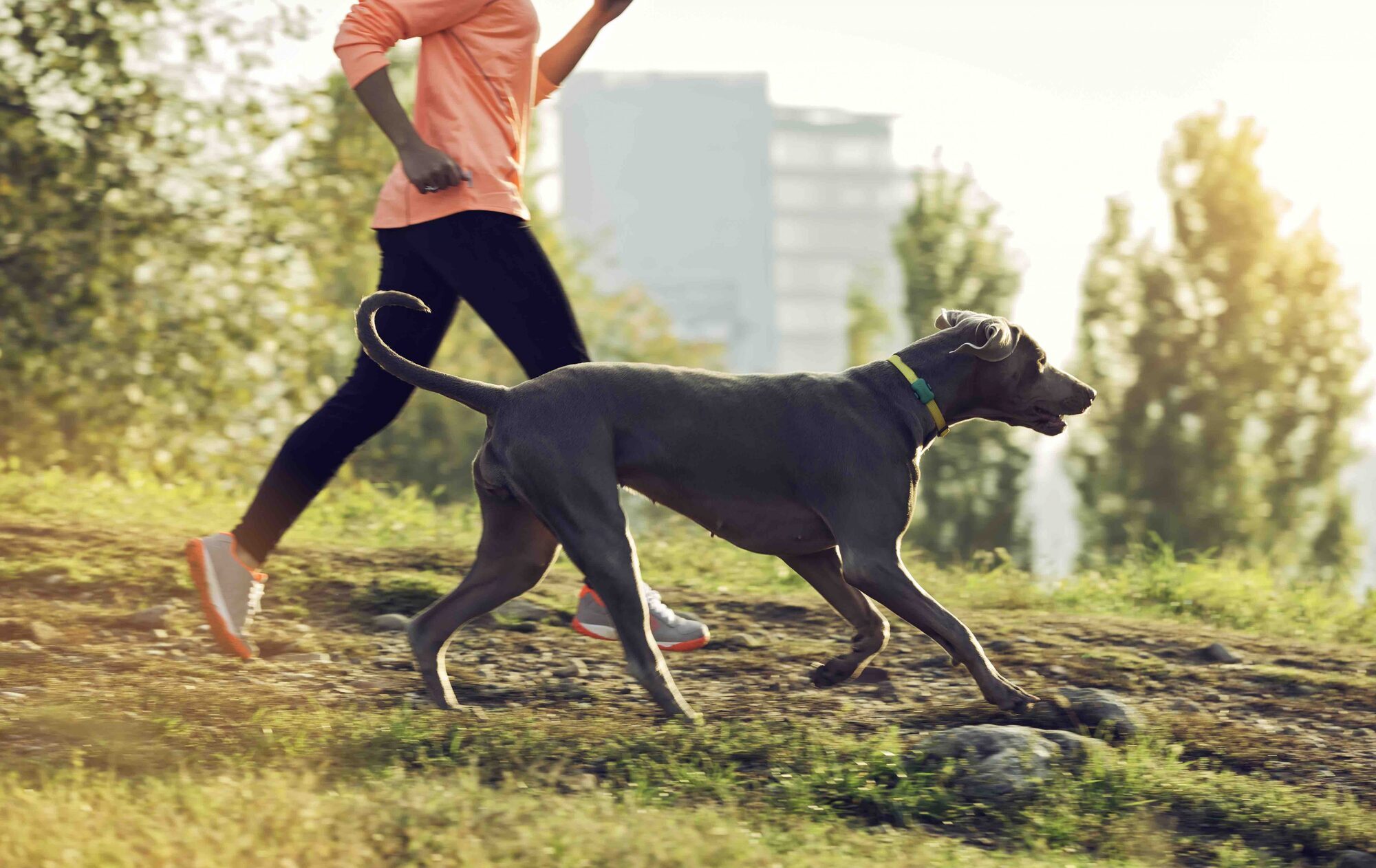 A dog wearing a FitBark device. 