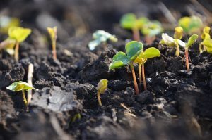 20170915 boysgrow 04 BoysGrow