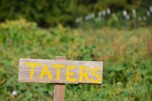 20170915 boysgrow 07 BoysGrow