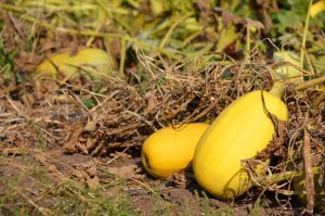 20170915 boysgrow 08 BoysGrow