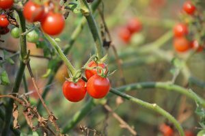 20170915 boysgrow 09 BoysGrow