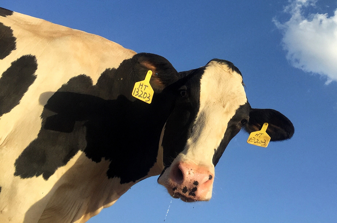 The Cattle On A Thousand Hills