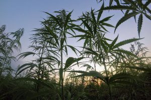 Missouri medical marijuana licenses