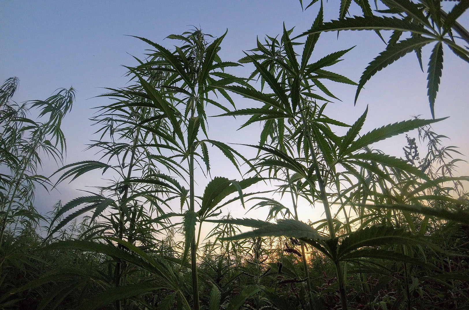 Missouri medical marijuana licenses