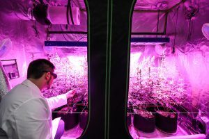 Photo courtesy of United American Hemp