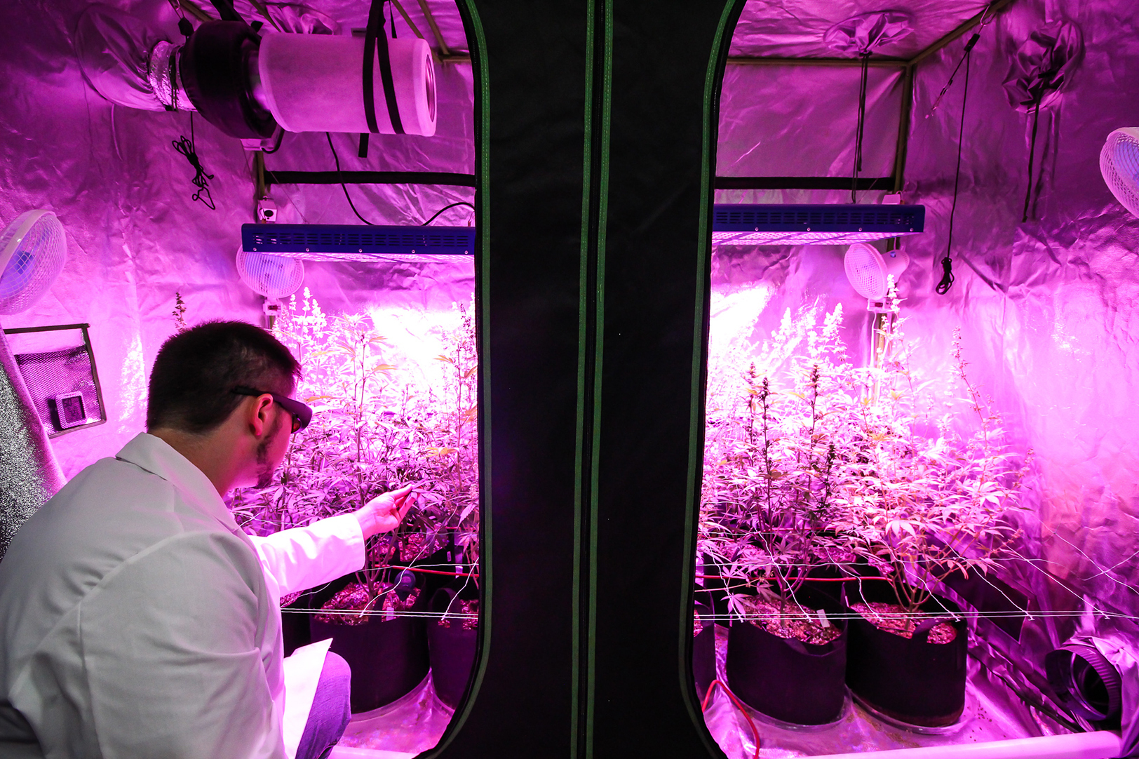 Photo courtesy of United American Hemp