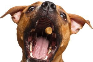 Bimini Animal Health