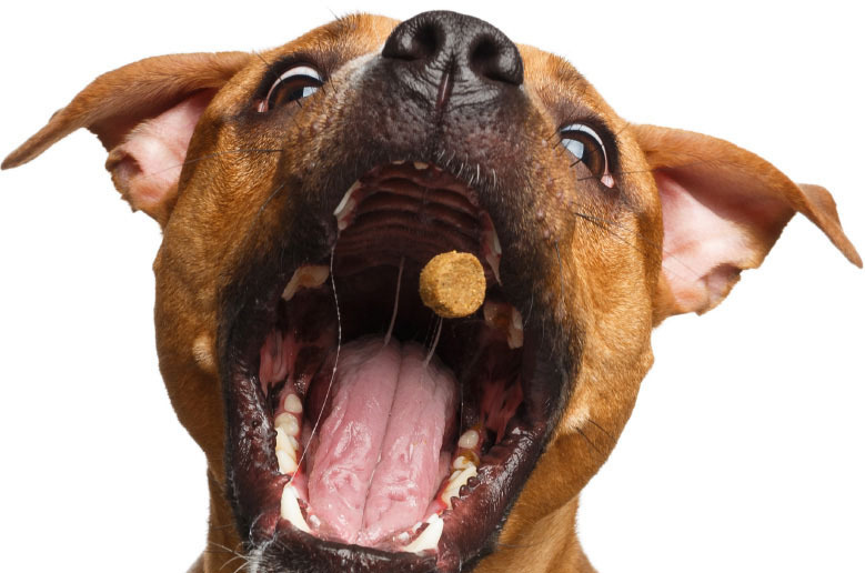 Bimini Animal Health