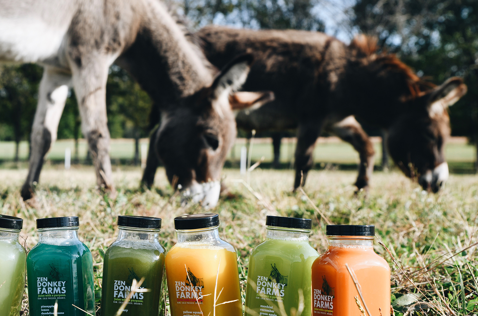 Zen Donkey Farms, photo courtesy of Anna Petrow