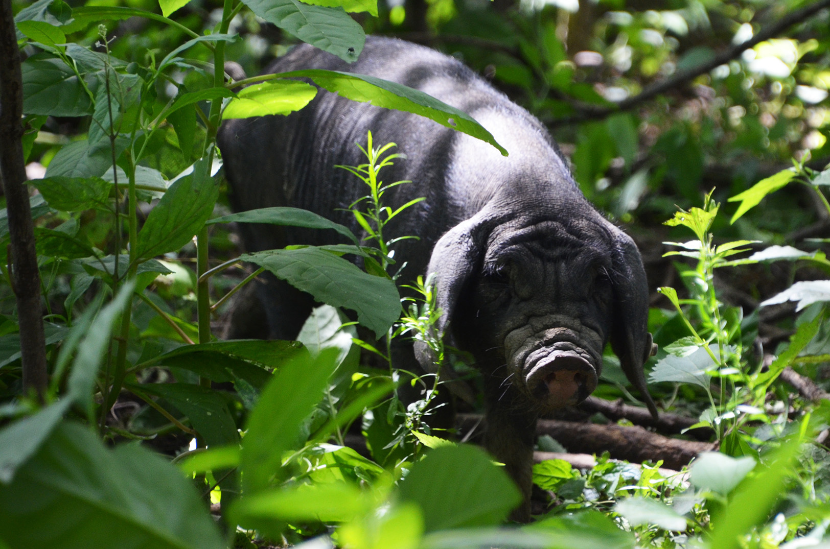 Meishan pig, Odd Bird Farm