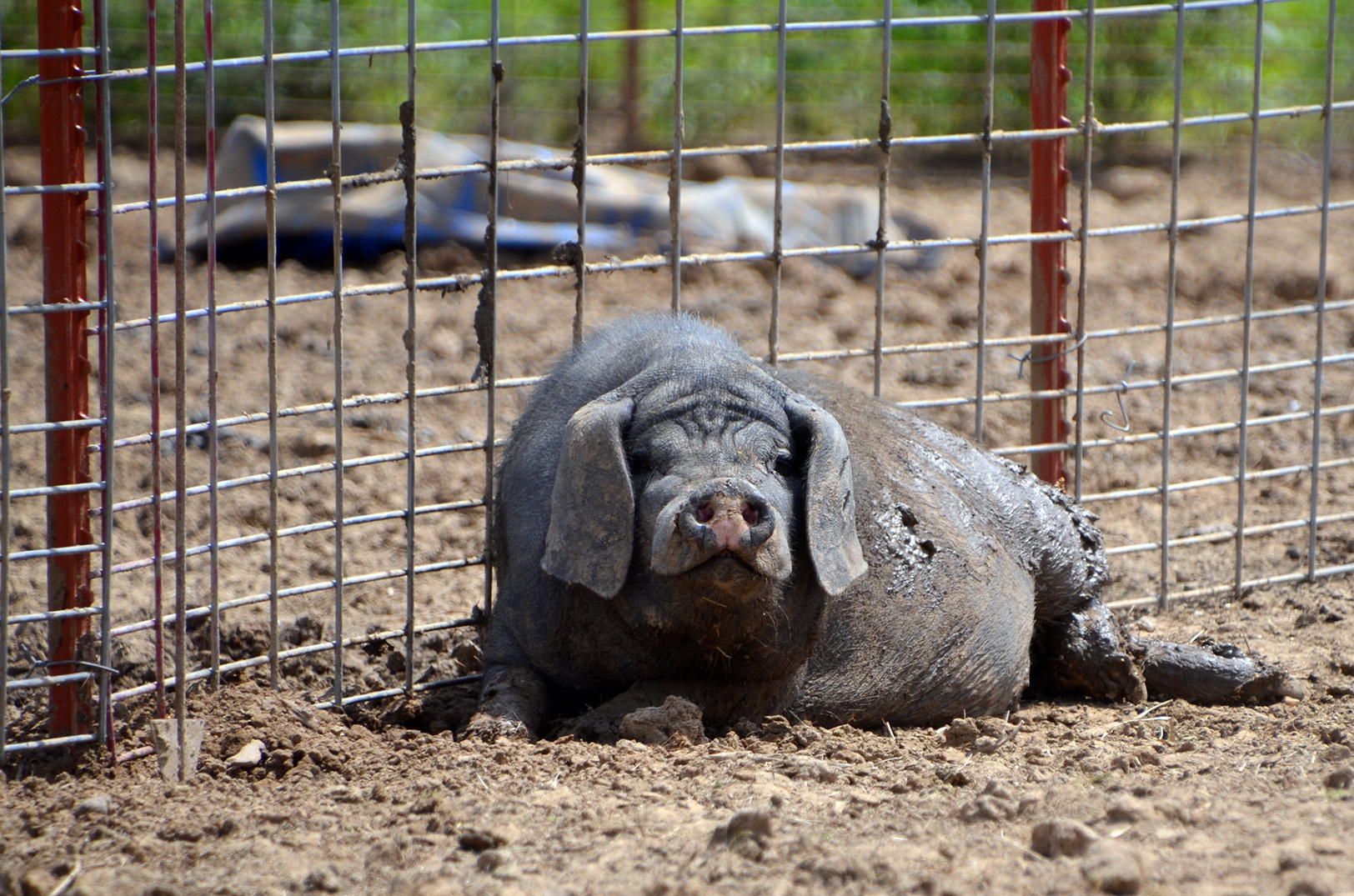 Meishan pig, Odd Bird Farm