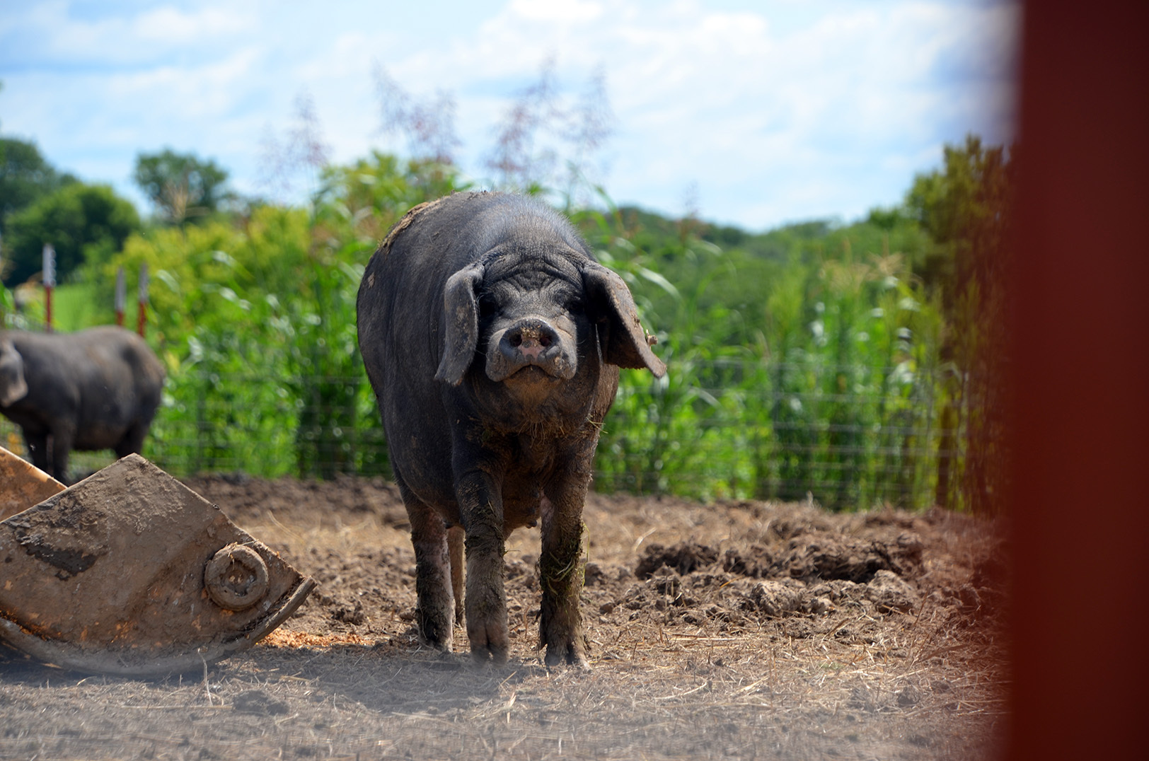 Meishan pig, Odd Bird Farm
