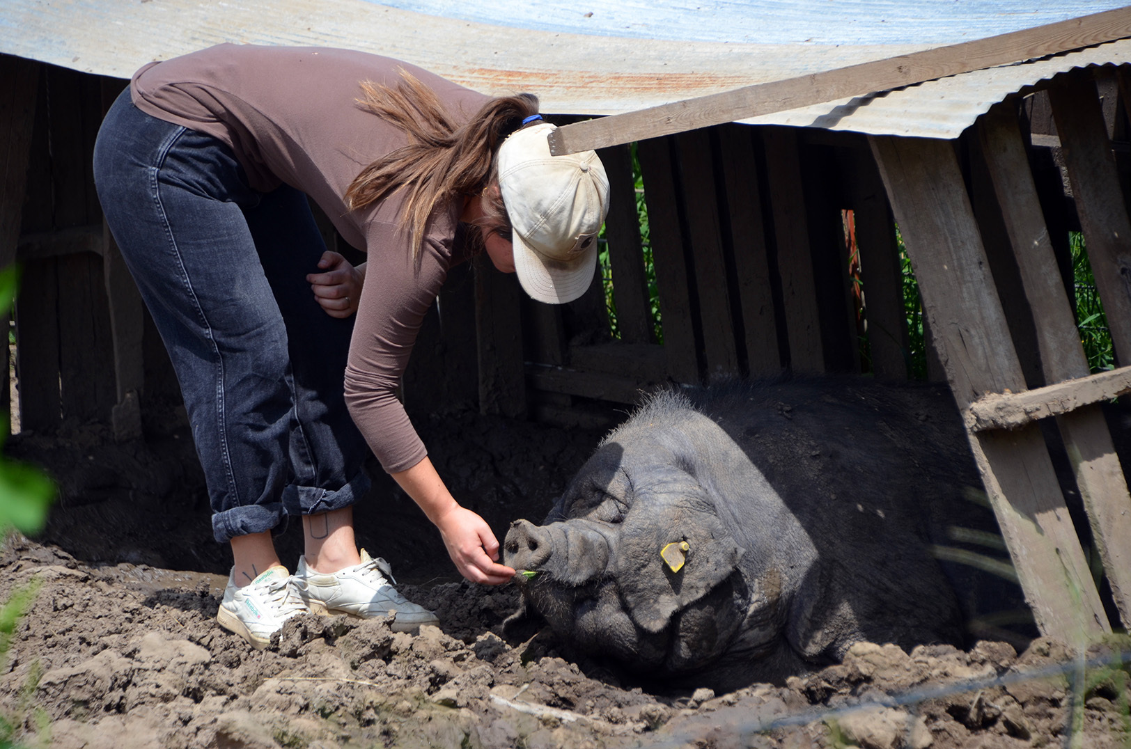 Molly Diven, Odd Bird Farm