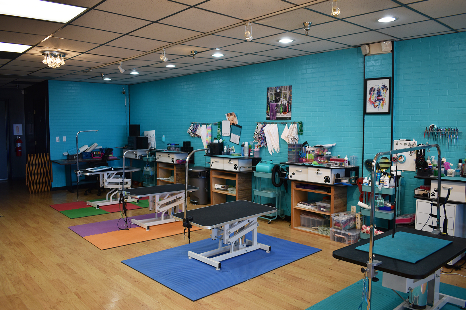 Classy Canines 02 Classy Canines, Independence