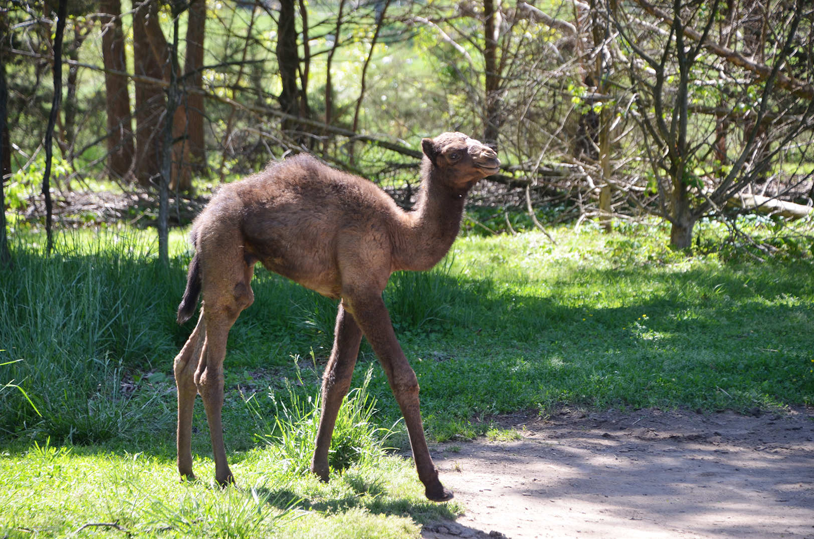 Rod Malchow R&P Camel Co 07