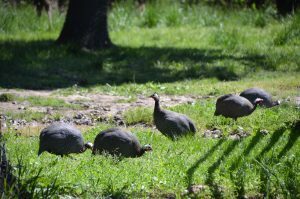 Rod Malchow R&P Camel Co 08