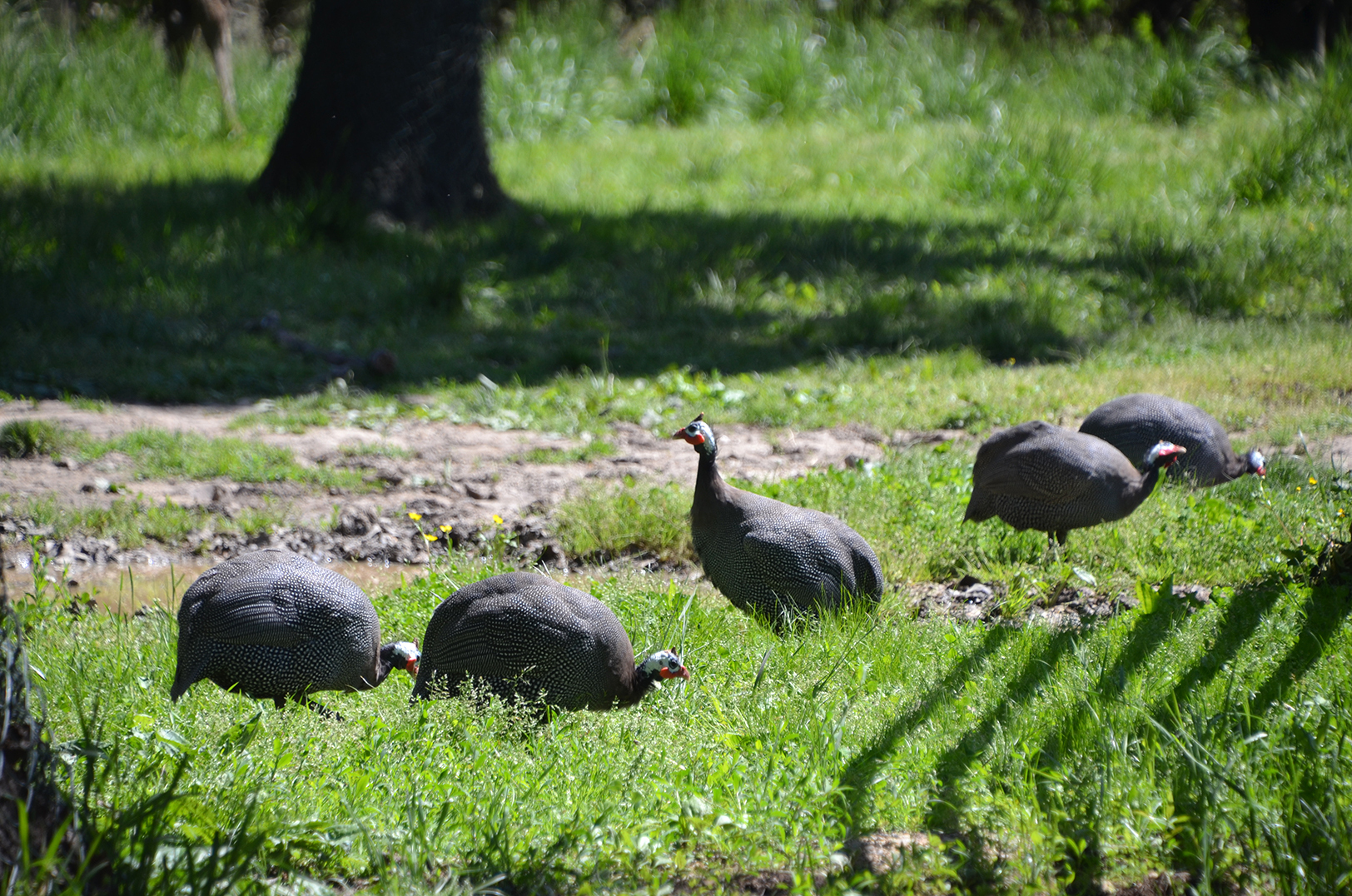 Rod Malchow R&P Camel Co 08