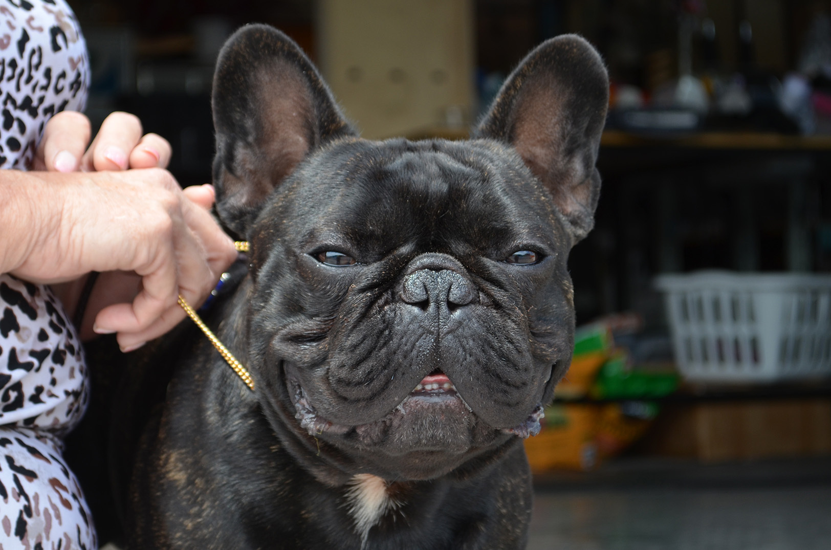 Dwayne Johnson Signe Du Ciel aka Santino