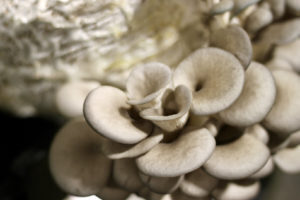 MyCo Planet Italian Oyster mushrooms 02