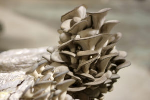 MyCo Planet Italian Oyster mushrooms 03