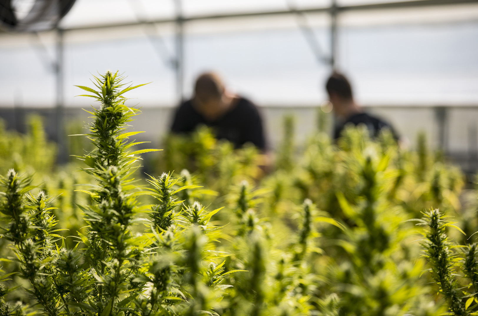 Commercial Growth of Cannabis on a Farm.