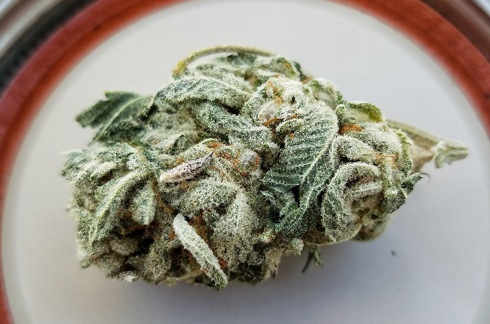 Cannabis flower, photo by Cambridge Jenkins IV