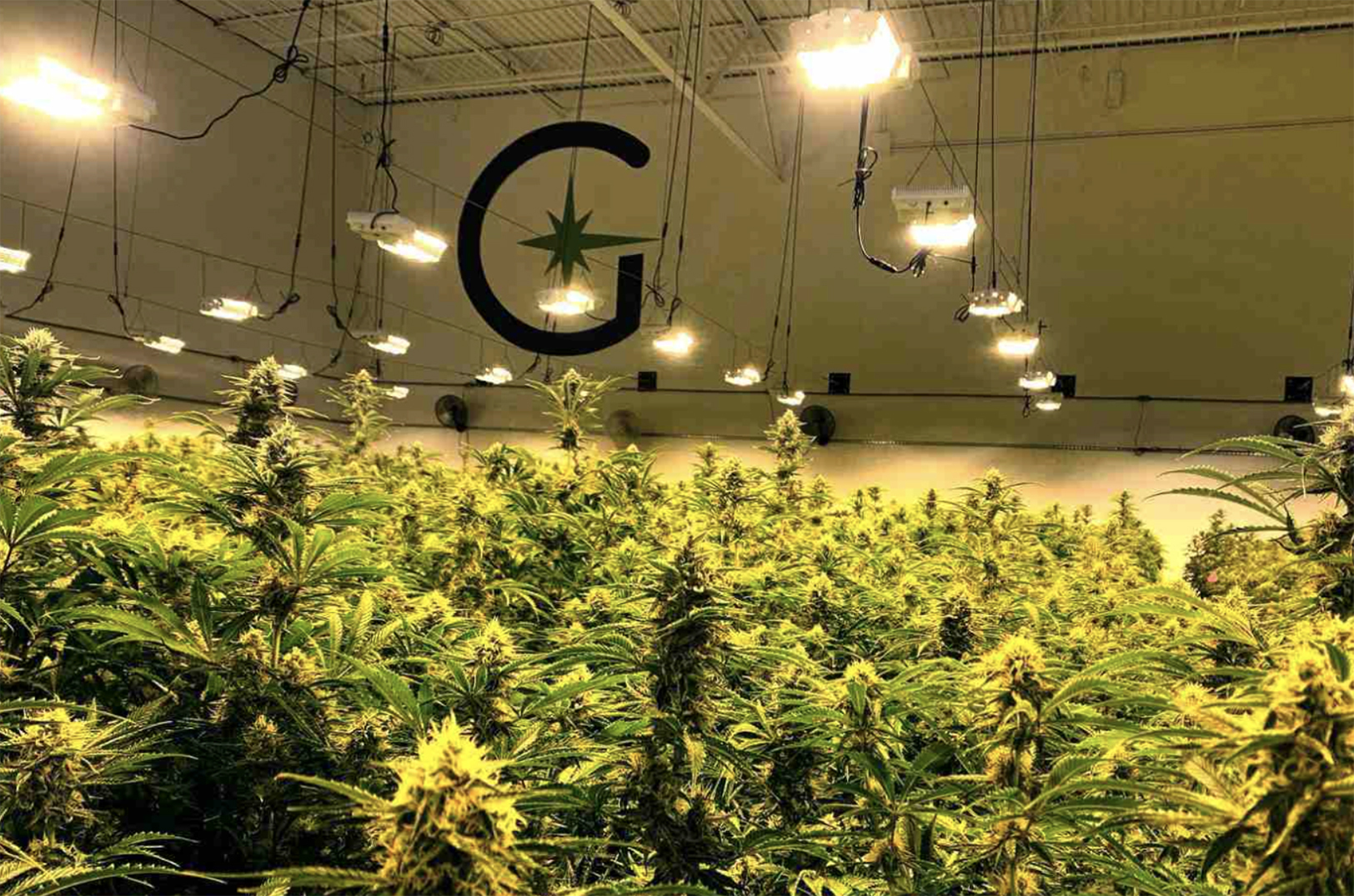 Greenlight grow facilty