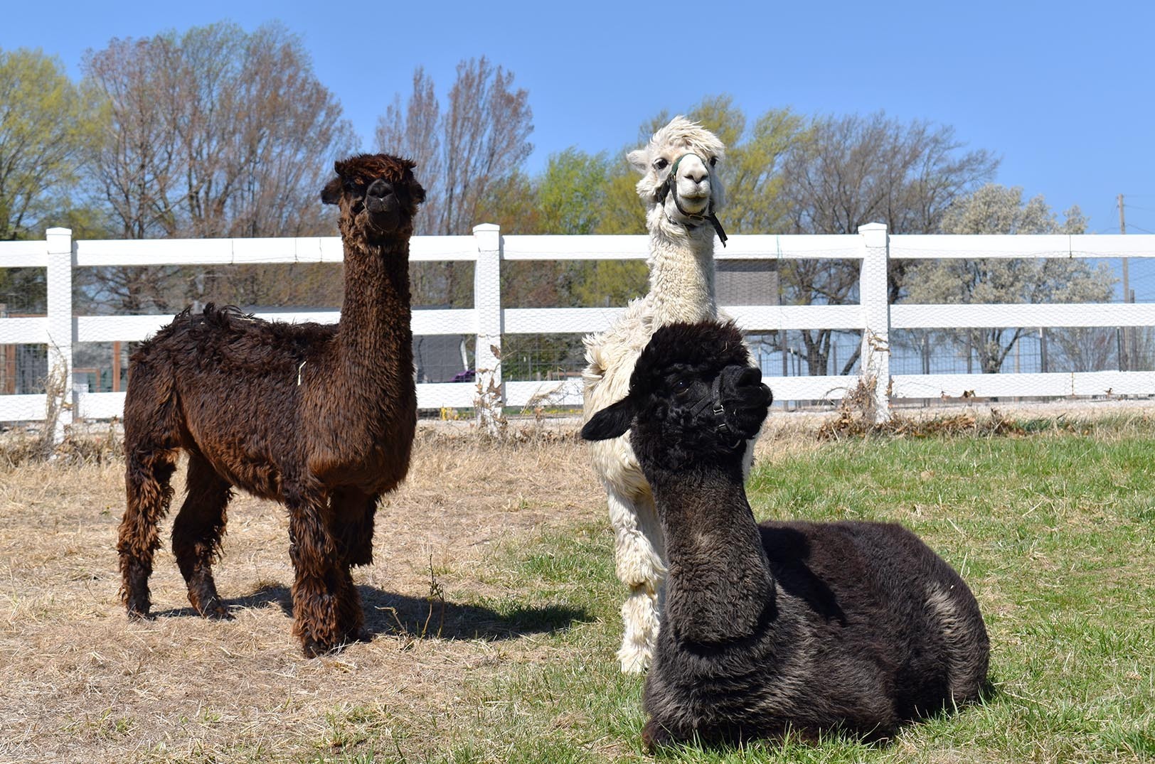 Alpacas at Colonial Gardens; photo by Tommy Felts, Startland News