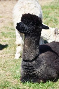 Colonial Gardens Alpacas 04