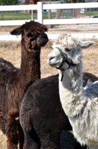 Colonial Gardens Alpacas 05