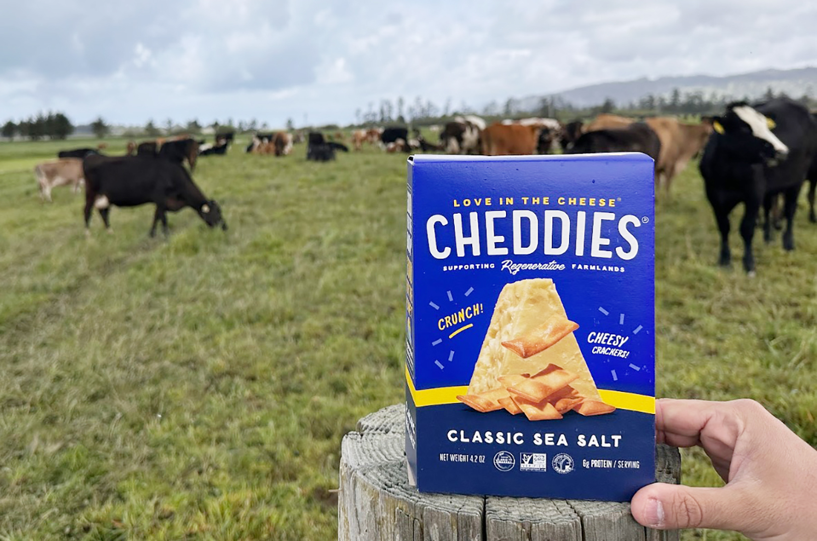 Cheddies at Alexandre Family Farm in California; photo courtesy of Cheddies