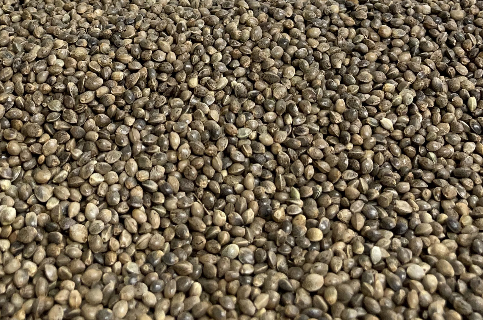 Hemp seeds at Midwest Hemp Technology