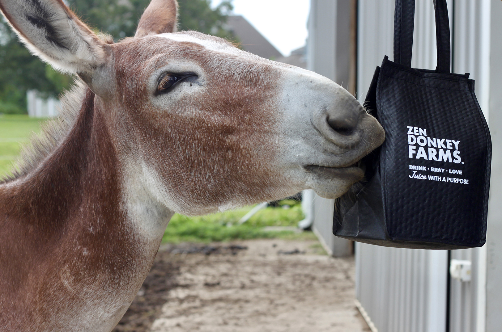 Annie, one of the rescue donkeys at Zen Donkey Farms; photo by Nikki Overfelt Chifalu, Startland News