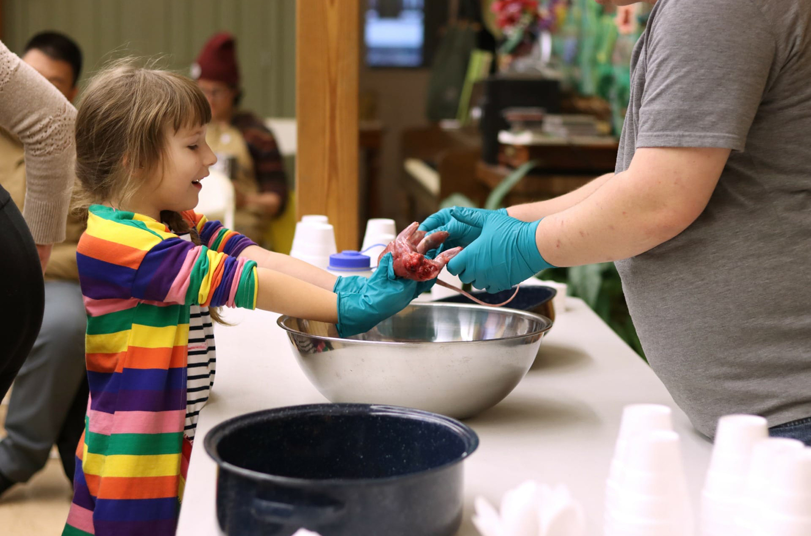 Six-year-old Lilliah didn't care for the taste of squirrel, but hopes to be a veterinarian some day. She was thrilled at the opportunity to see the insides of an animal at the Squirrel Clinic. "I want to be an animal doctor when I grow up and this is a step towards being an animal doctor," she said; photo by Cami Koons, Flatland, Kansas City PBS