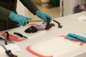 Squirrel harvest Flatland 07