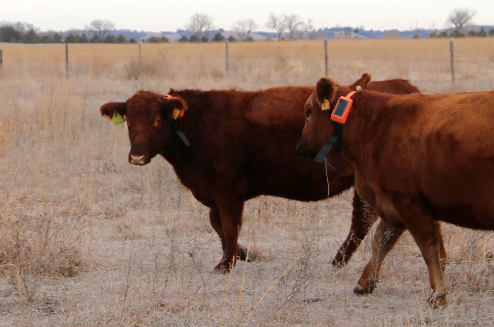 Cattle graze wearing hardware from Corral Technologies; photo courtesy of Corral Technologies