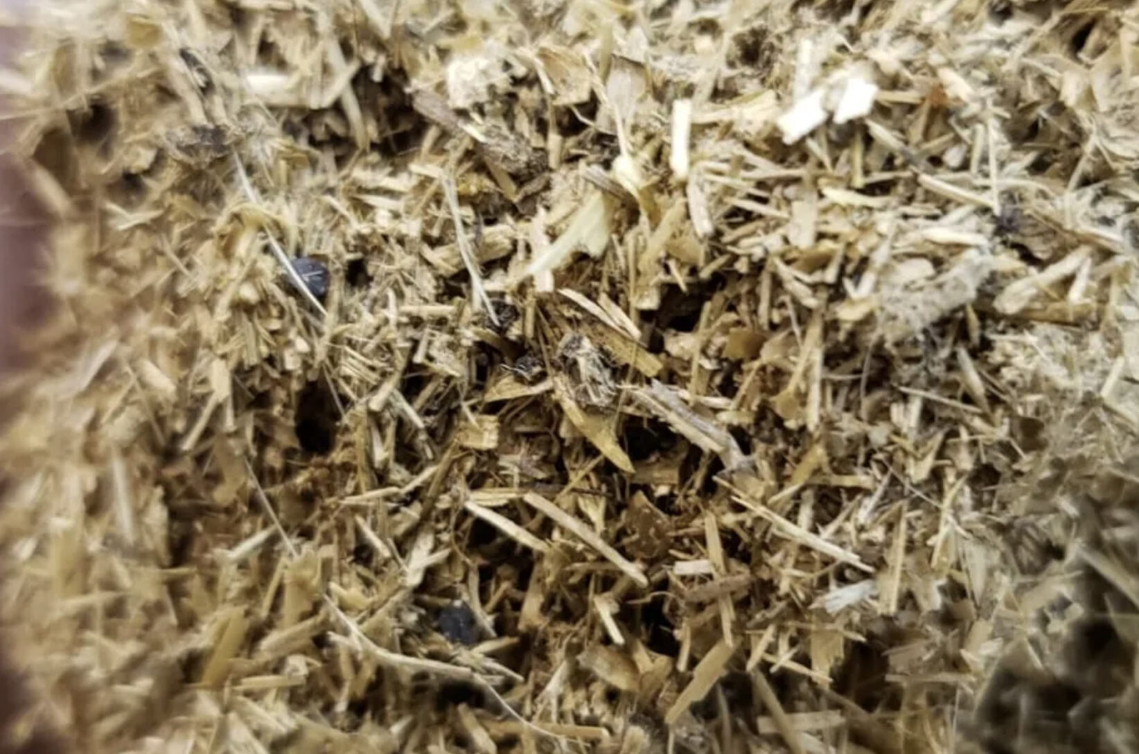 Gaia Ag fiber pulp 01