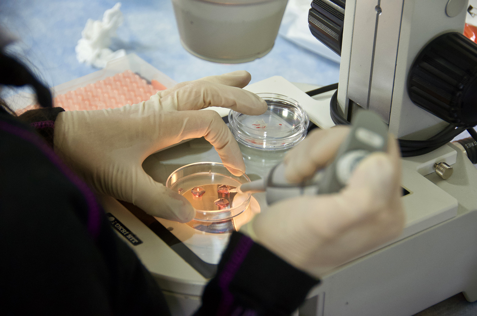 Precision livestock company Vytelle opens eighth US-based in vitro fertilization laboratory in Kearney, Nebraska; photo courtesy of Vytelle