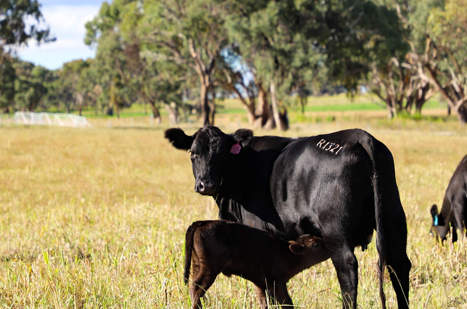 Precision livestock company, Vytelle, announces a 21st IVF lab opening in Melbourne, Australia; photo courtesy of Vytelle