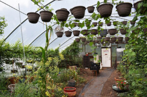 Ophelia's Blue Vine Farm 04