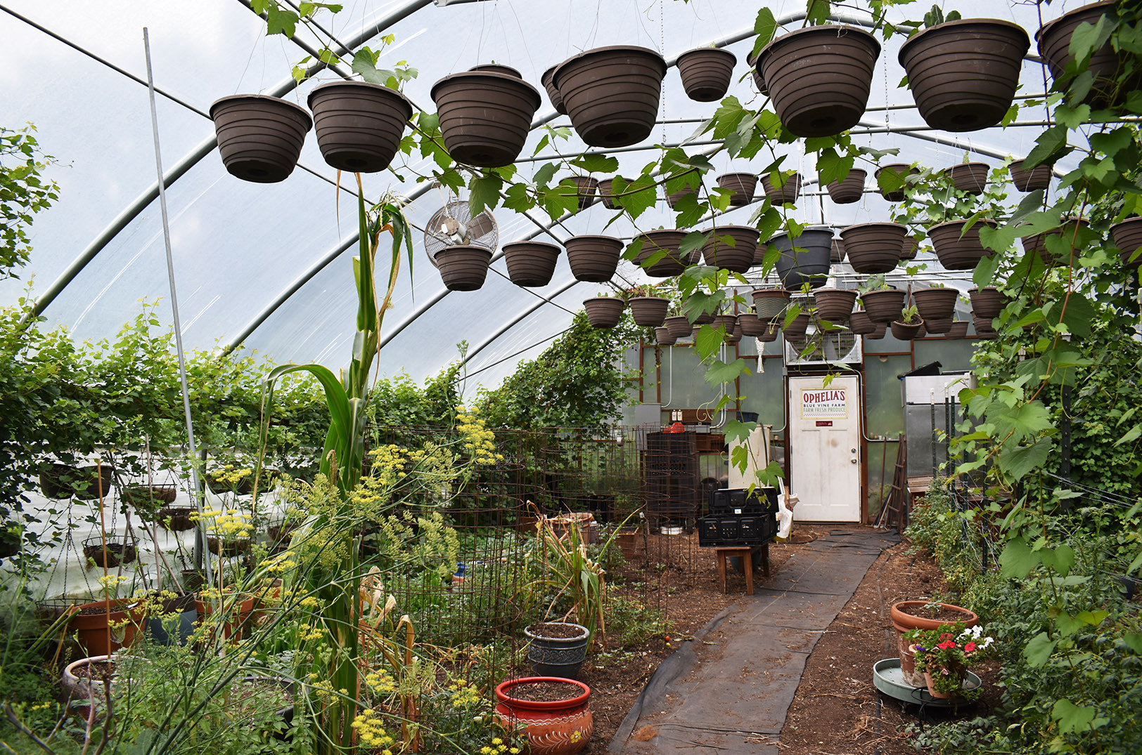 Ophelia's Blue Vine Farm 04