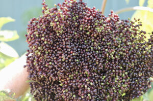 Fossil Springs Winery 05