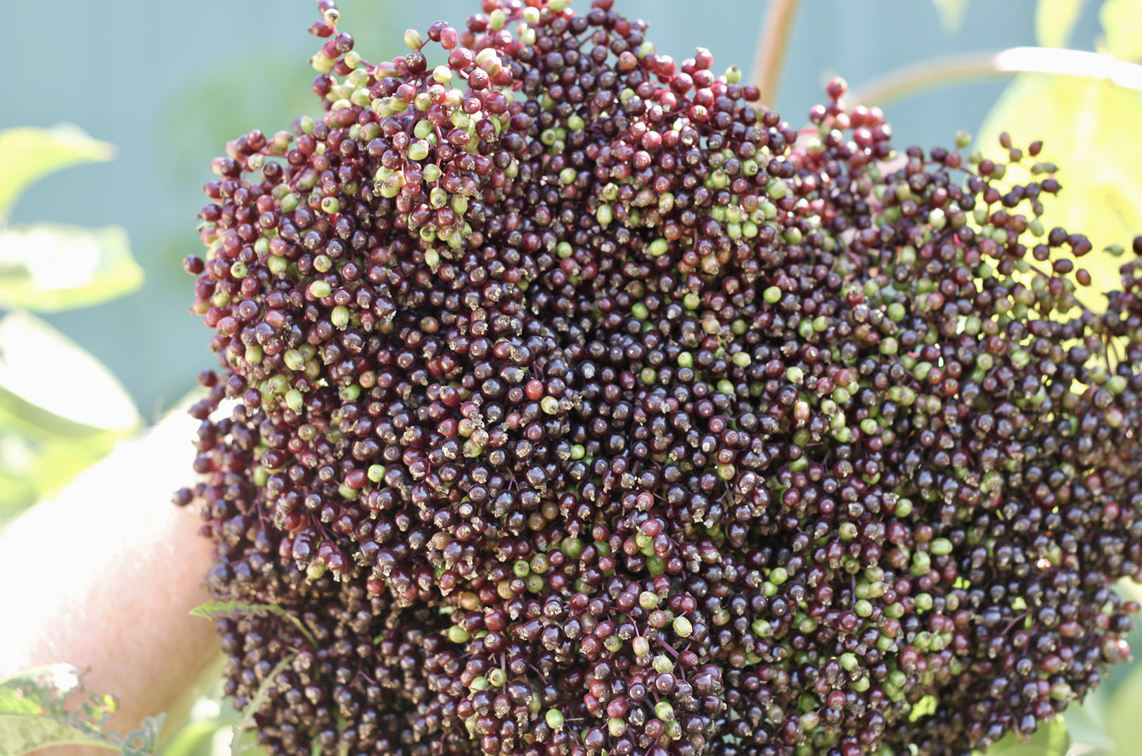 Fossil Springs Winery 05