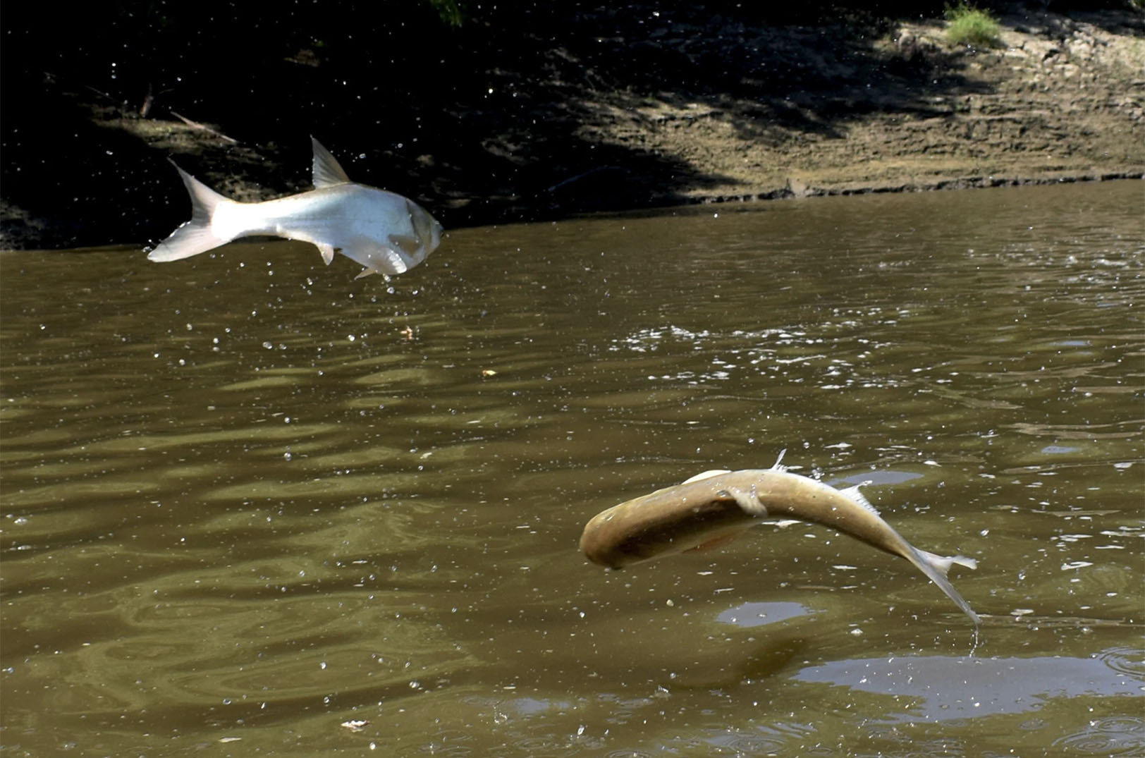 Carp are an invasive species in the United States. They are known to leap out of the water when they are disturbed; photo by Ceilidh Kern, Flatland