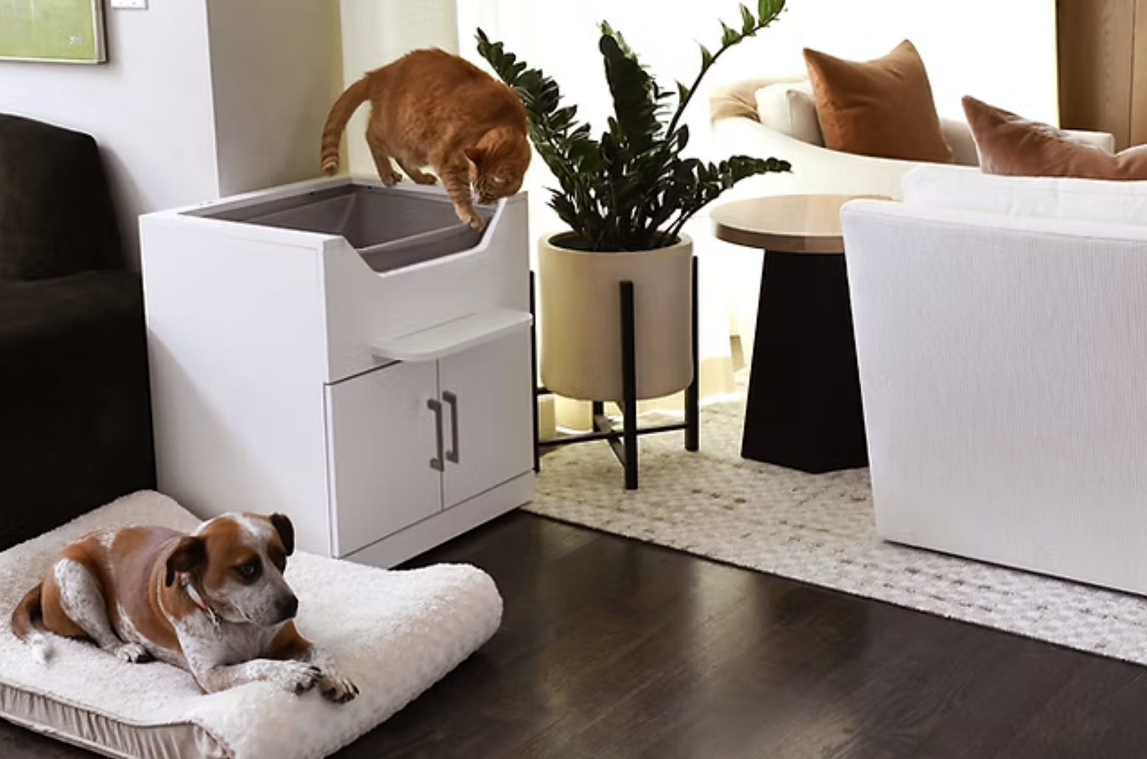 The dog-proof LoftyLoo elevated litter box; courtesy photo