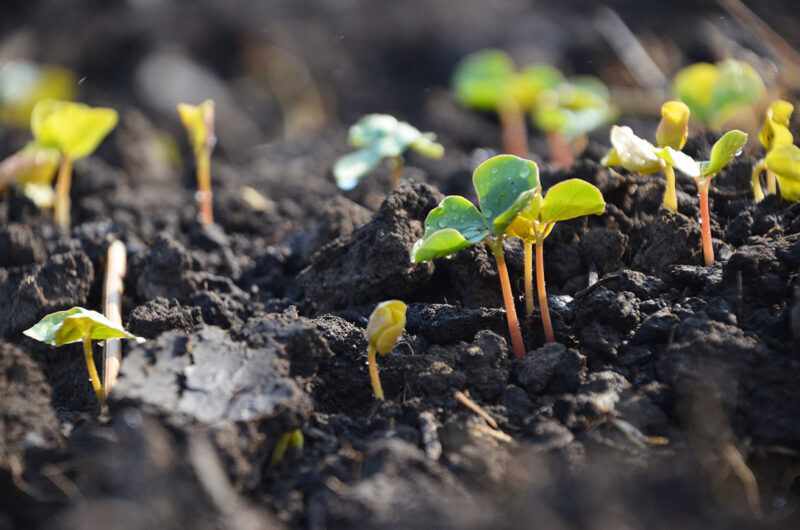 20170915 boysgrow 04 BoysGrow