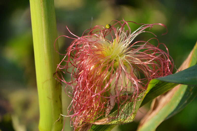20170915 boysgrow 06 BoysGrow