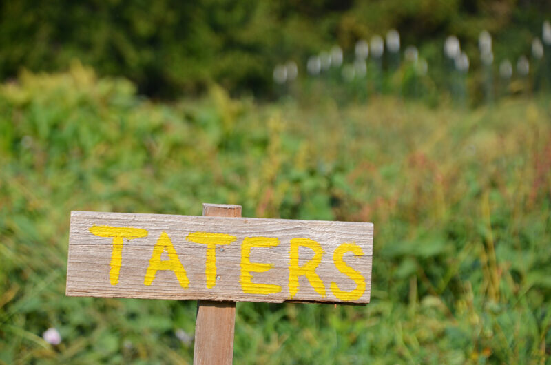 20170915 boysgrow 07 BoysGrow