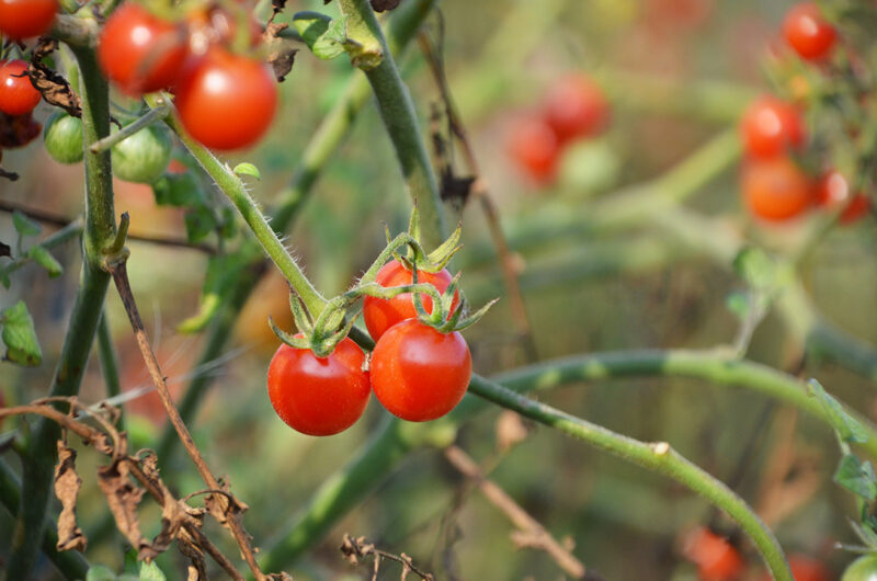 20170915 boysgrow 09 BoysGrow