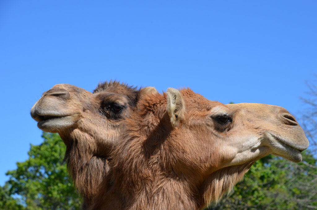 R&P Camel Co., Urbana, Missouri